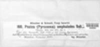 Pyronema omphalodes image